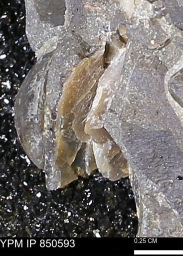 Limopsis striatopunctatus