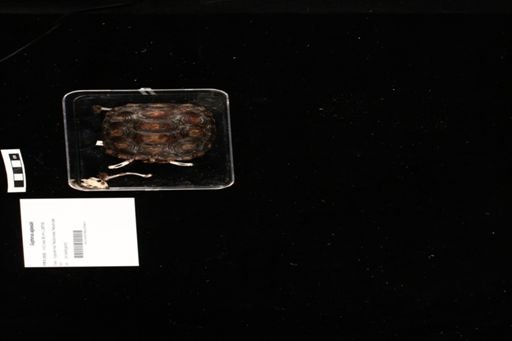 Gopherus agassizii