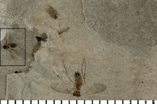 Hymenoptera