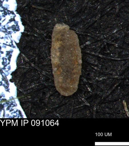 Miliammina manitobensis