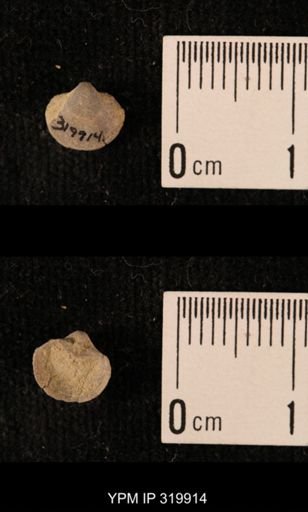 Ambocoelia planoconvexa