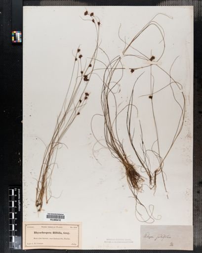 Rhynchospora filifolia
