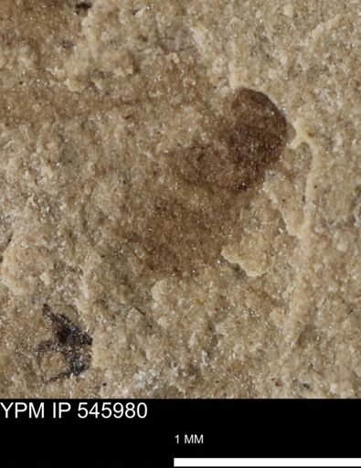 taxon undetermined