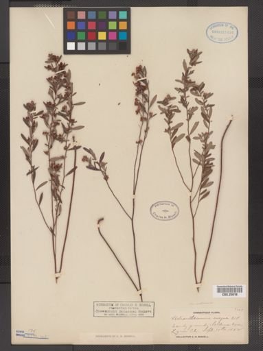 Helianthemum bicknellii