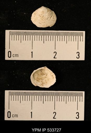Macoma sp.