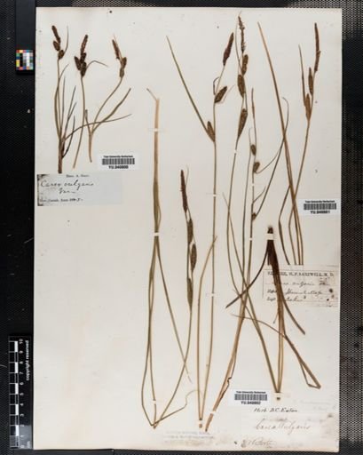 Carex nigra