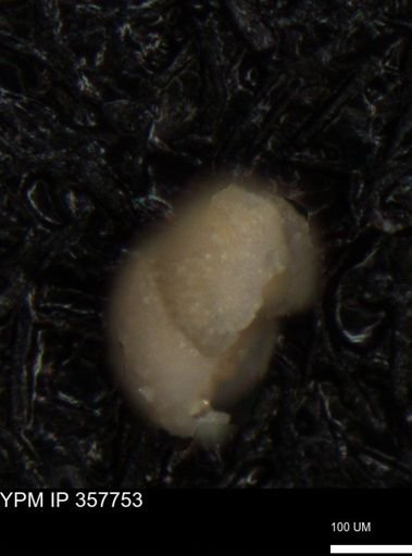 undet. Foraminiferida