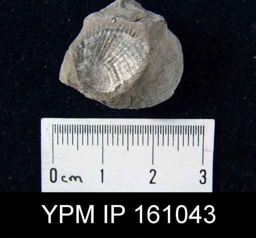 Atrypa reticularis