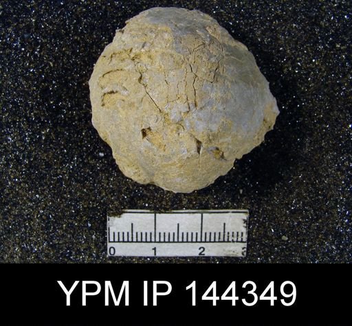 Oldhamina decipiens
