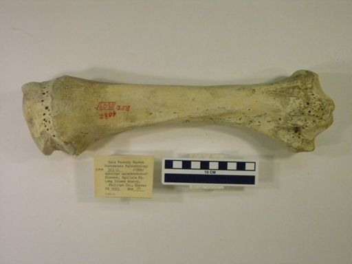 Aphelops malacorhinus