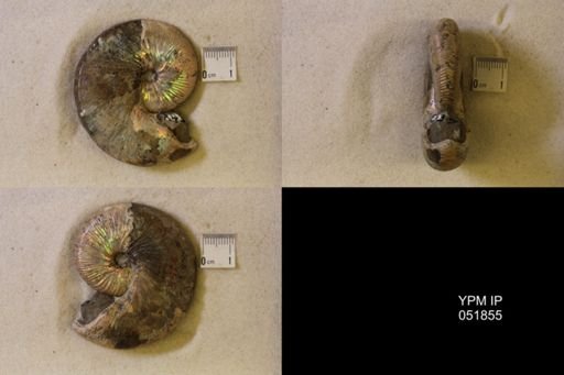 Hoploscaphites nicolletii