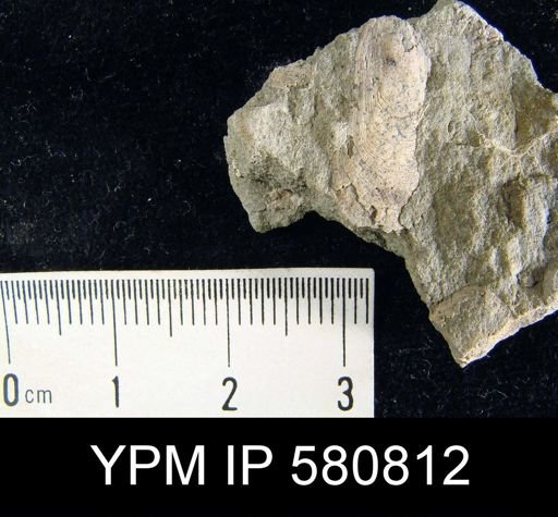 undet. Linguloidea