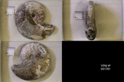 Hoploscaphites nicolletii