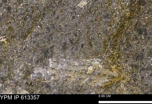 Scaphites sp.