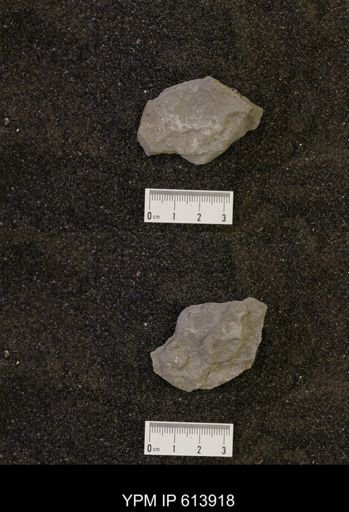 undet. Ammonoidea