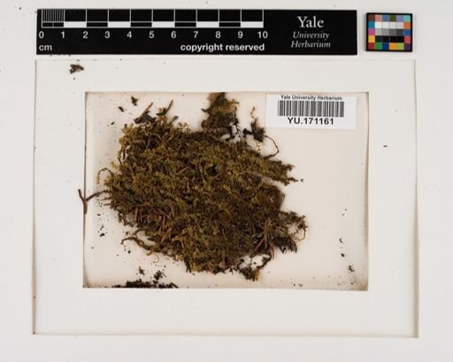 Plantae