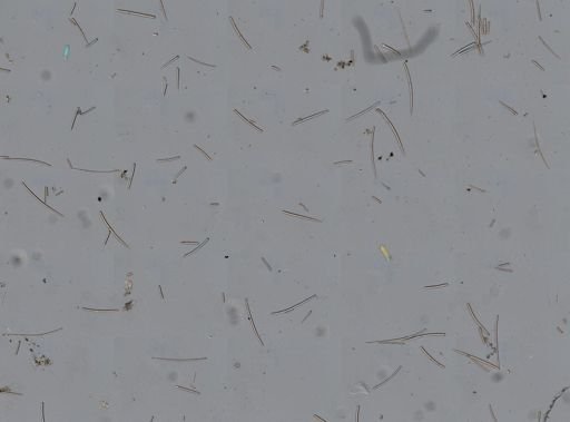 Axinella sp.