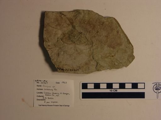 Atreipus sp.