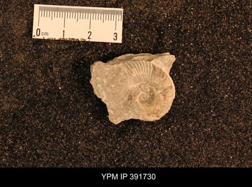 undet. Collignoniceratidae