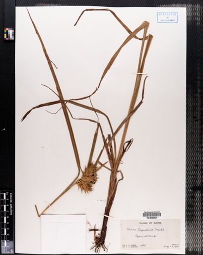 Carex lupulina