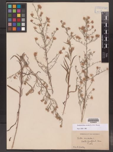 Symphyotrichum ericoides
