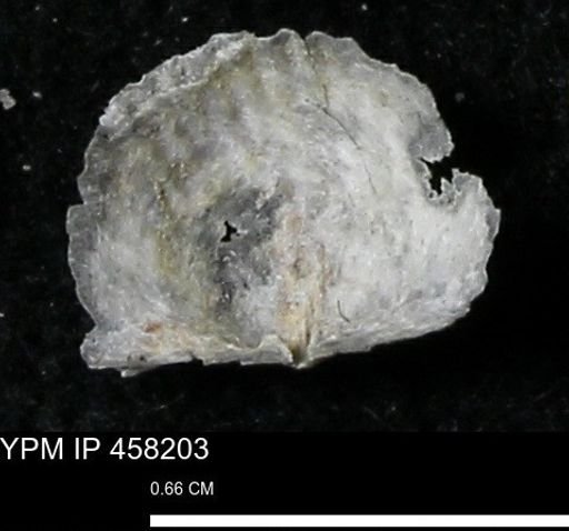 Chonetes mucronatus