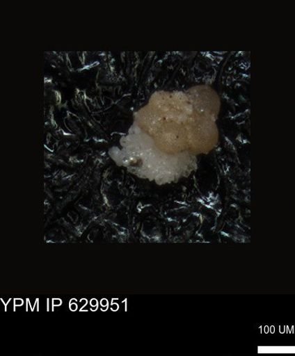 undet. Foraminiferida