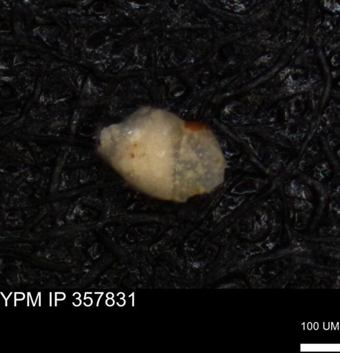 undet. Foraminiferida