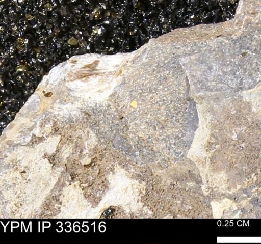 undet. Mollusca