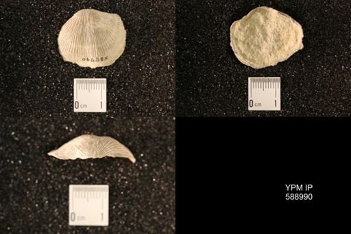 Dinorthis subquadrata