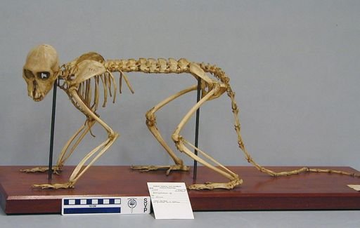 Cercopithecus