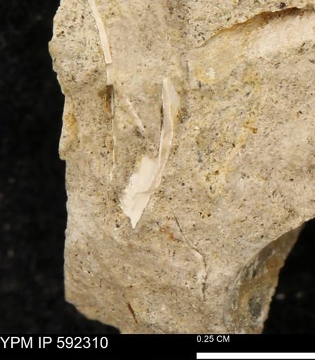undet. Bivalvia