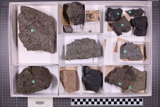mixed taxa, stratigraphic collection