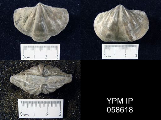 Macropleura macropleura