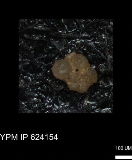 undet. Foraminiferida