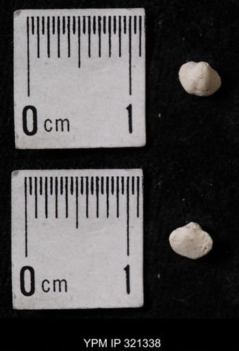 Ambocoelia umbonata