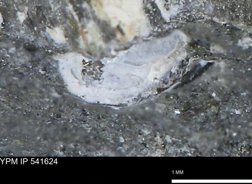Limopsis striatopunctatus