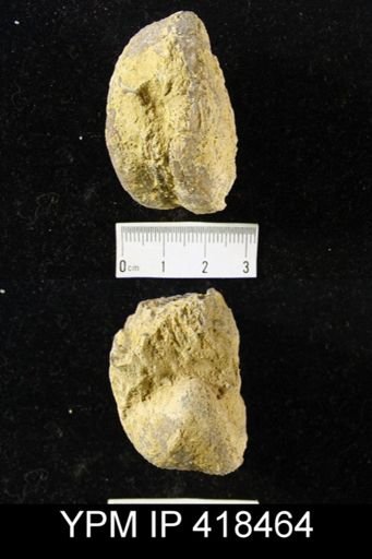 Bathymyonia sp.