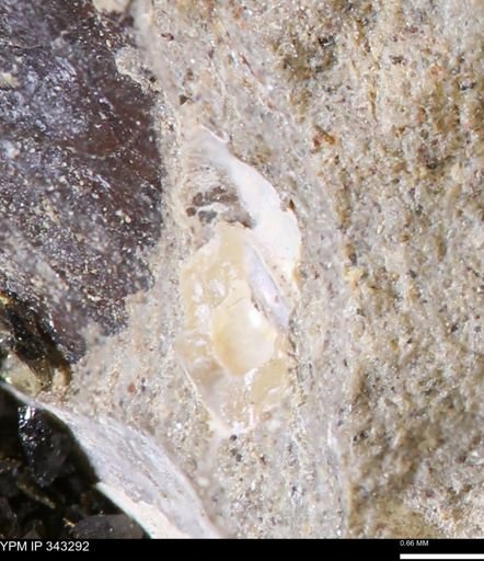 undet. Ammonoidea