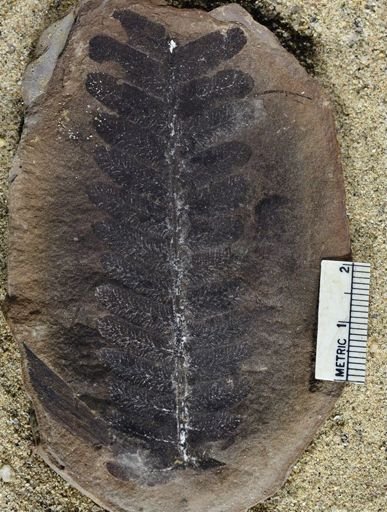 Pecopteris