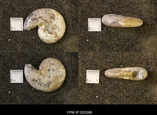 Discoscaphites conradi