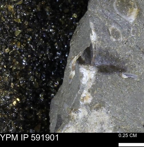 Mollusca