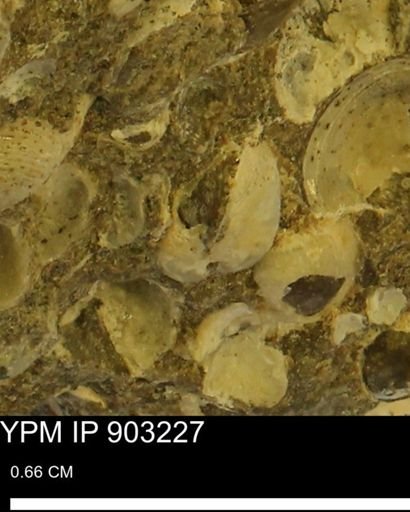 Corbulamella?
