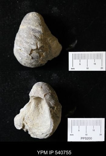 Gryphaea sp.