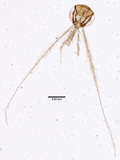 Lutzomyia dendrophyla