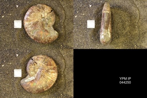 Hoploscaphites comprimus
