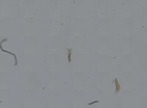 Pomatiopsis lapidaria