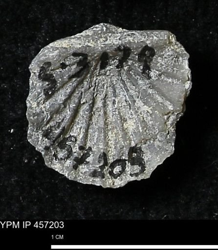Stropheodonta erratica solidicosta