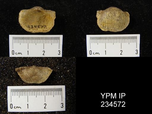 Marginifera muricatina