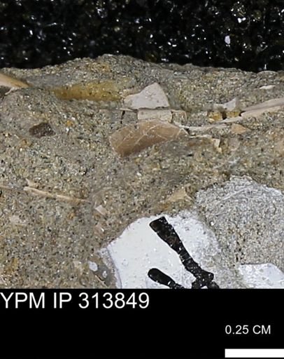 undet. Scaphopoda